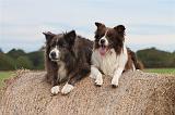 BORDER COLLIE 771